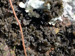 Lichinaceae