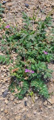 Erodium cicutarium