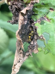 Diabrotica undecimpunctata