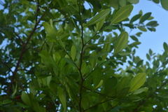 Erythroxylum coca