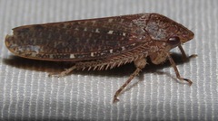 Curtara