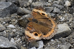 Junonia zonalis