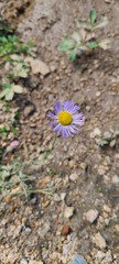 Erigeron speciosus