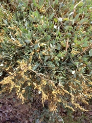 Atriplex portulacoides