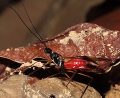 Hiranetis braconiformis