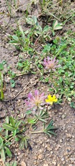 Trifolium wigginsii