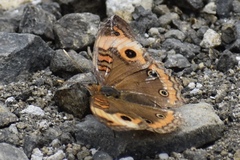 Junonia zonalis