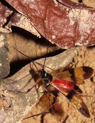 Hiranetis braconiformis