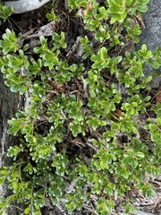 Arctostaphylos uva-ursi