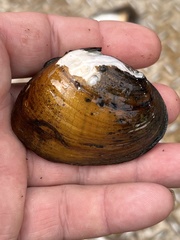 Ellipsaria lineolata