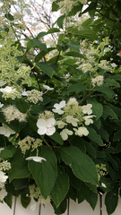 Hydrangea