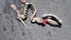 Pituophis catenifer sayi