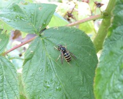 Dolichovespula norvegicoides