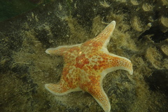 Dermasterias imbricata