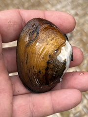 Ellipsaria lineolata