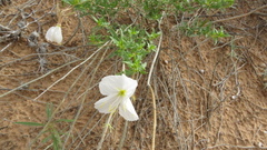 Oenothera pallida