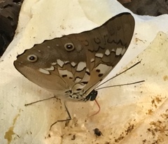 Prepona pylene eugenes