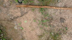 Mythimna unipuncta