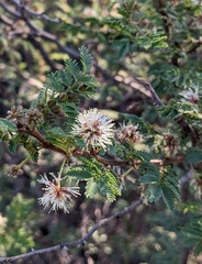 Mimosa aculeaticarpa