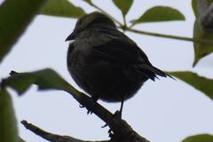 Thraupis palmarum