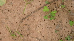 Mythimna unipuncta