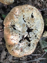 Pseudoinonotus