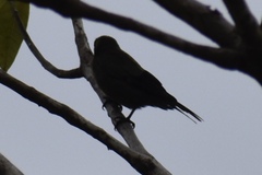 Thraupis palmarum