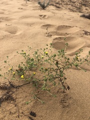 Lessingia germanorum