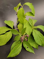 Eleutherococcus sessiliflorus