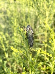 Neotibicen canicularis