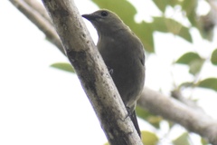 Thraupis palmarum