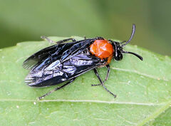 Argidae
