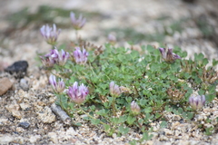 Trifolium wigginsii