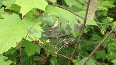 Frontinella pyramitela