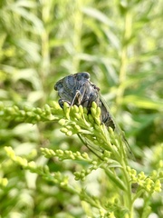 Neotibicen canicularis