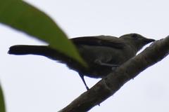 Thraupis palmarum