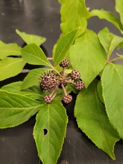 Eleutherococcus sessiliflorus