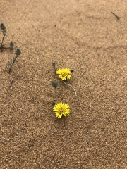 Lessingia germanorum