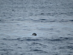 Phoca vitulina vitulina