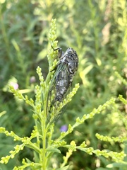 Neotibicen canicularis