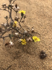 Lessingia germanorum