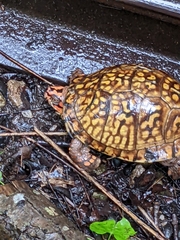 Terrapene carolina
