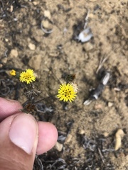 Lessingia germanorum