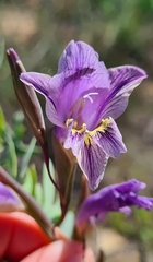 Gladiolus carinatus