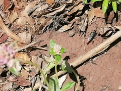 Sphecidae