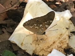 Prepona pylene eugenes