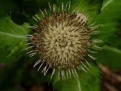 Cirsium oleraceum
