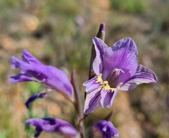 Gladiolus carinatus