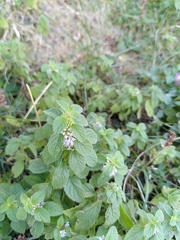 Mentha arvensis