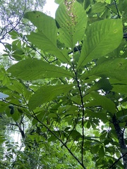 Asimina triloba